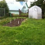 Potatoes planted, red neck irrigation, 3 weeks of lawn